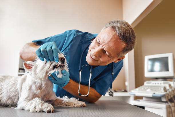 Best Same-Day Emergency Dental Services in Smithville, TX
